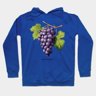 Botanical illustration of Grape (Vitis vinifera) Hoodie